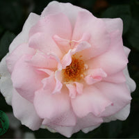 Rosa A WHITER SHADE OF PALE
