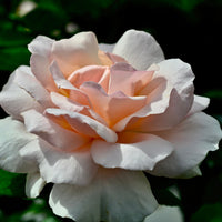 Rosa A WHITER SHADE OF PALE