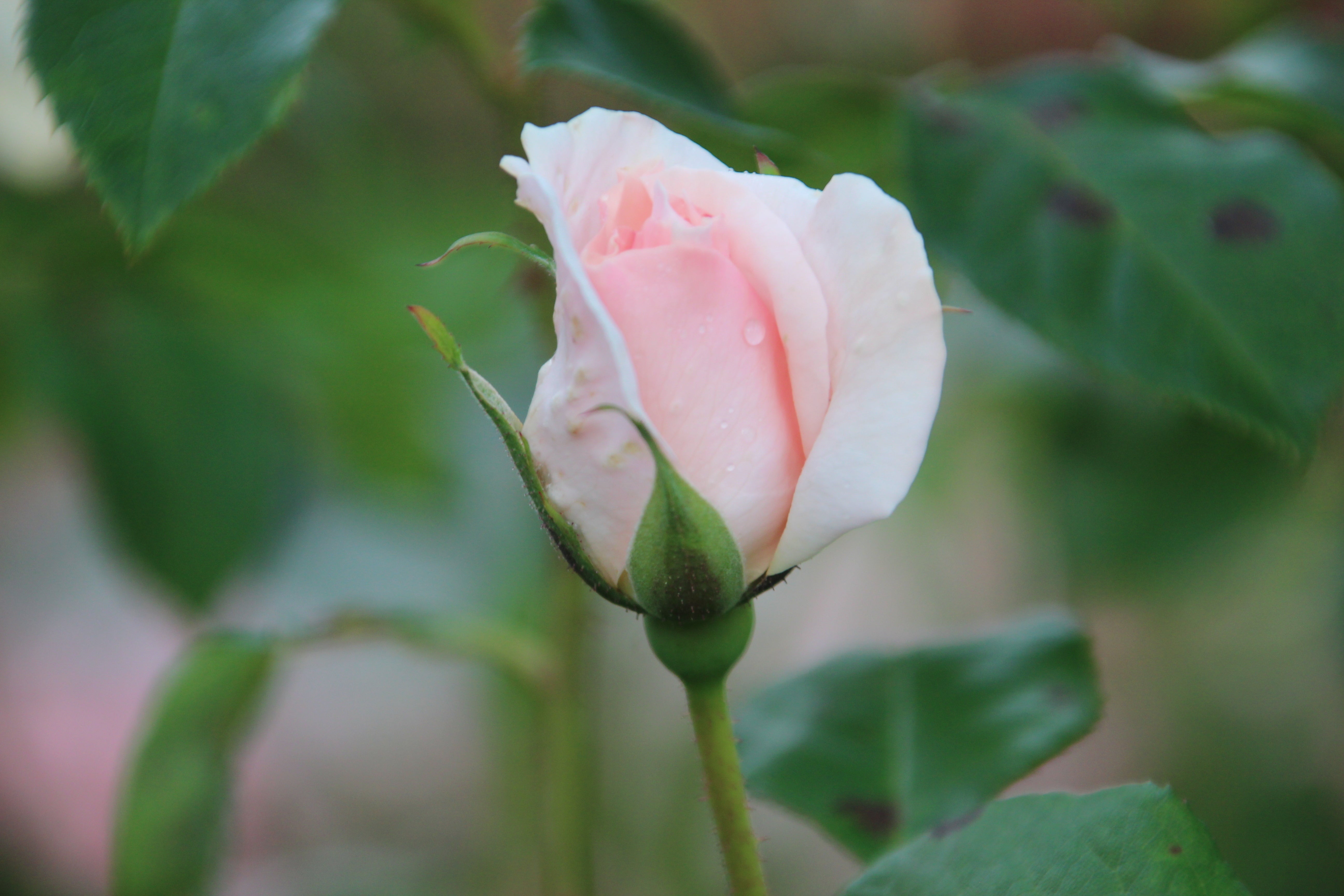 Rosa A WHITER SHADE OF PALE