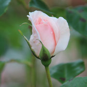 Rosa A WHITER SHADE OF PALE