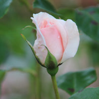 Rosa A WHITER SHADE OF PALE
