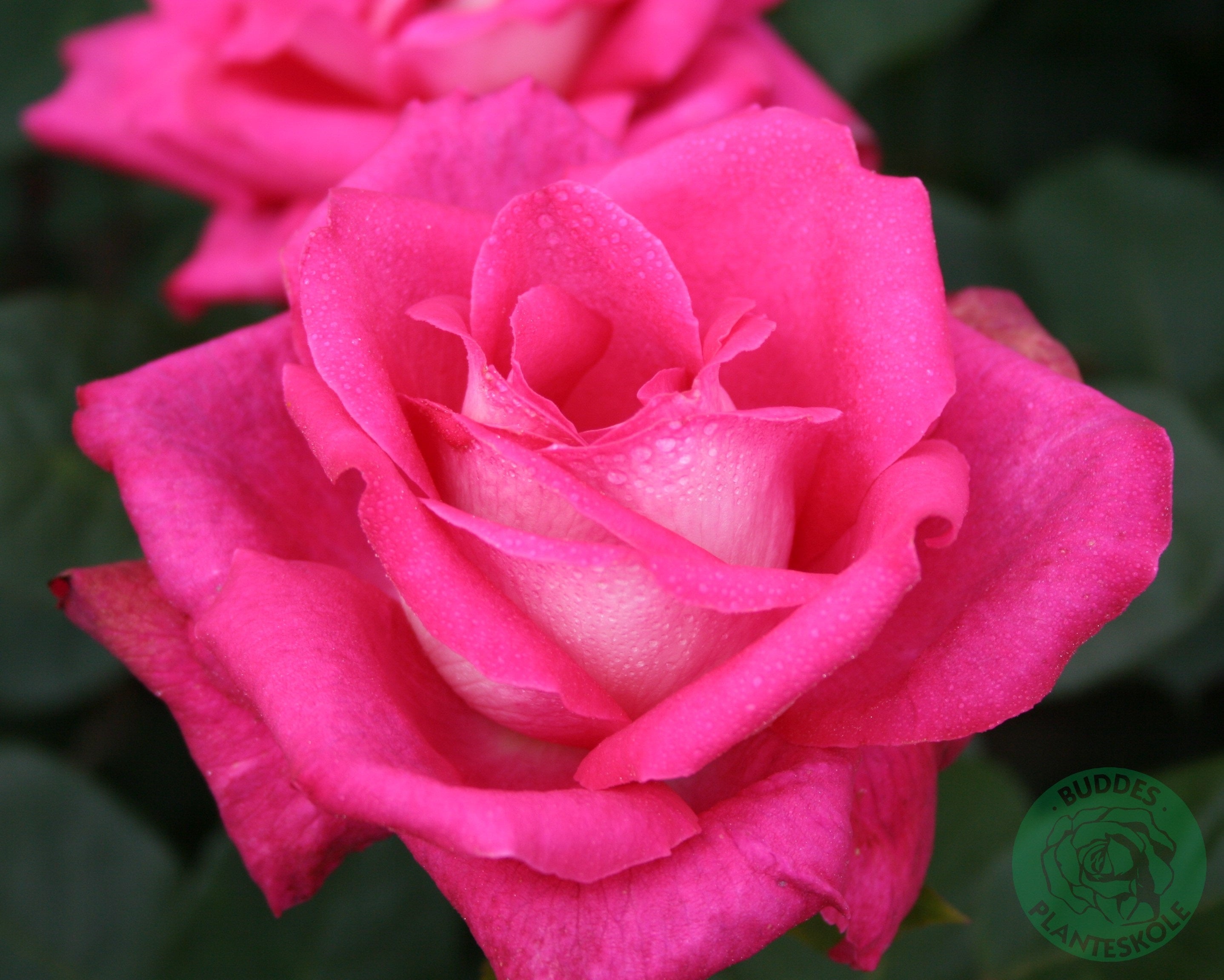 Rosa ACAPELLA
