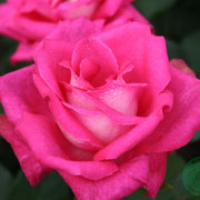 Rosa ACAPELLA