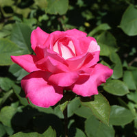Rosa ACAPELLA