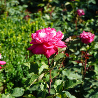 Rosa ACAPELLA