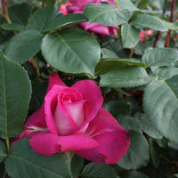 Rosa ACAPELLA