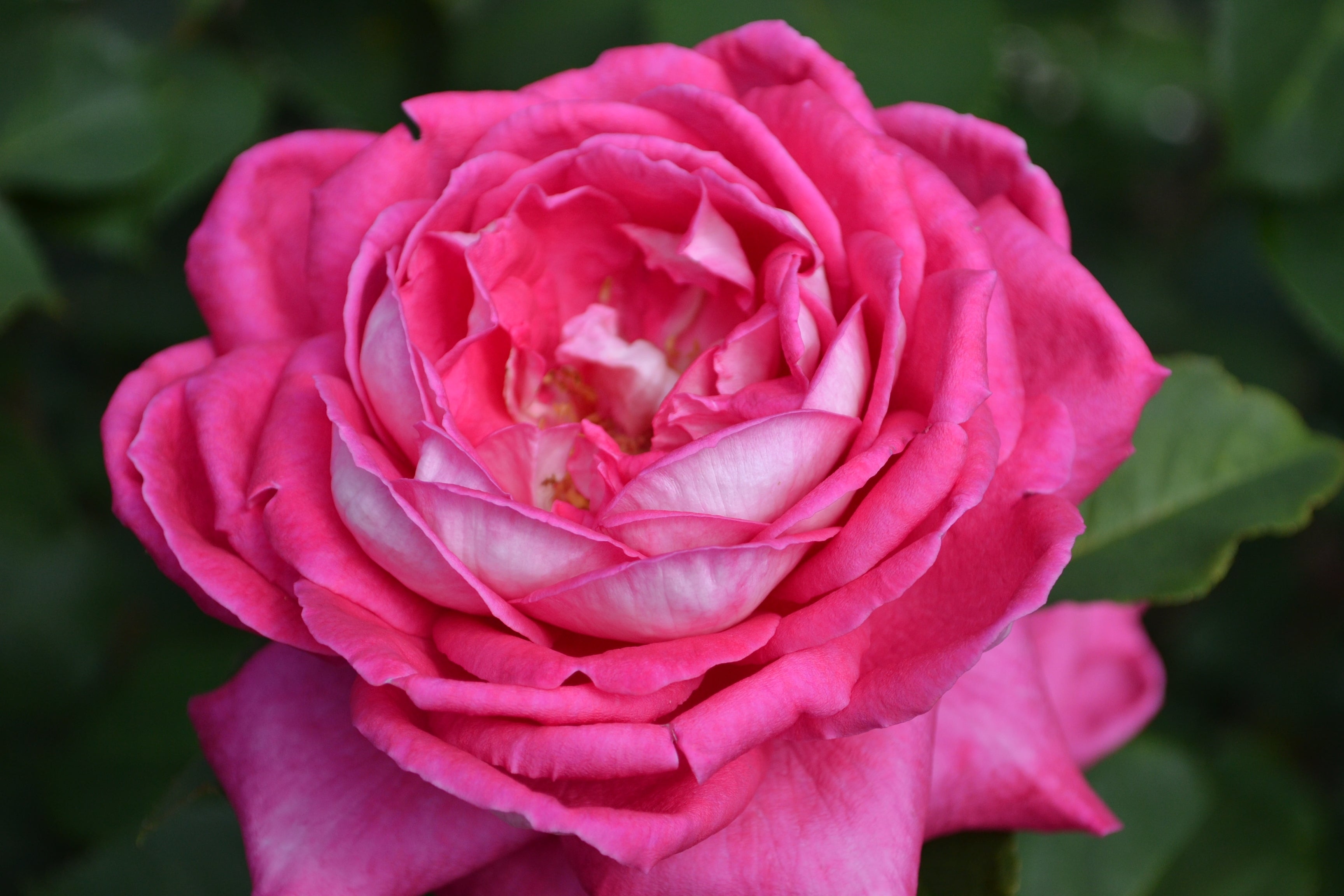 Rosa ACAPELLA