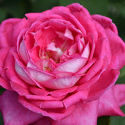 Rosa ACAPELLA