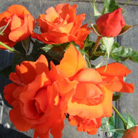Rosa ALEXANDER