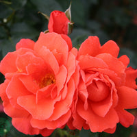 Rosa ALEXANDER