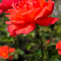 Rosa ALEXANDER