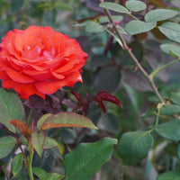 Rosa ALEXANDER