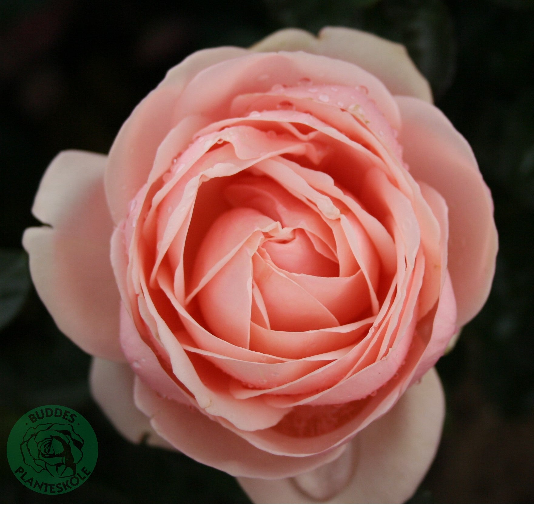 Rosa APHRODITE