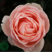 Rosa APHRODITE