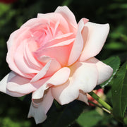 Rosa APHRODITE