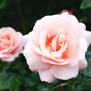 Rosa APHRODITE