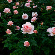 Rosa APHRODITE