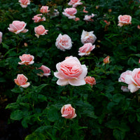Rosa APHRODITE