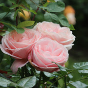 Rosa APHRODITE
