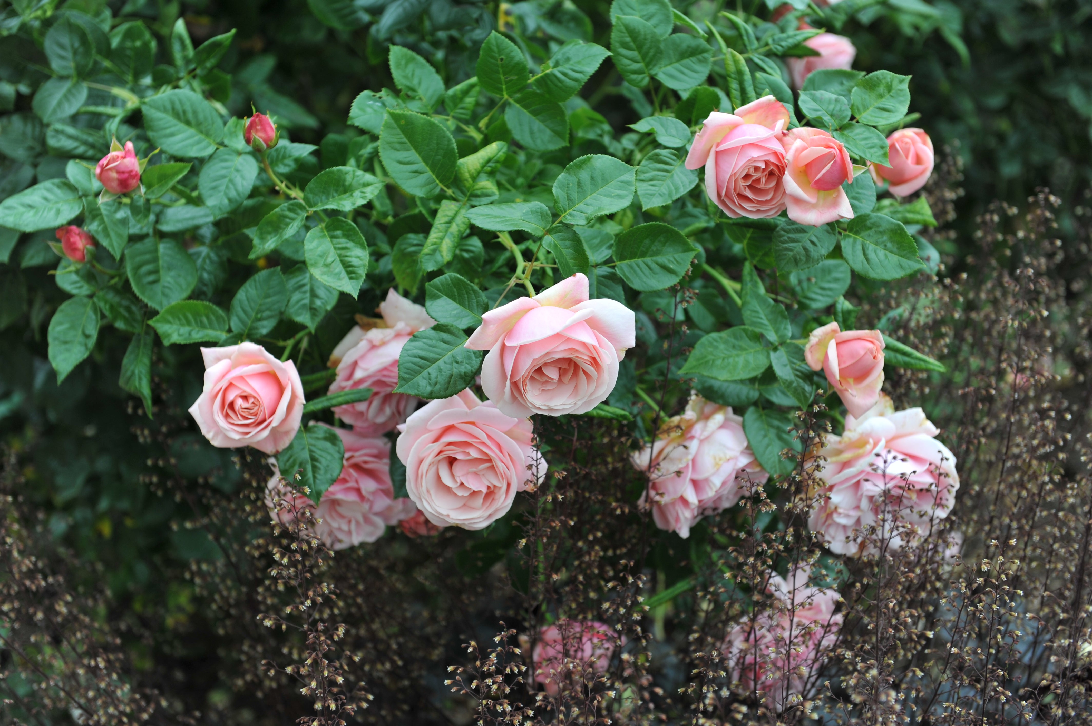 Rosa APHRODITE