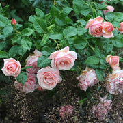 Rosa APHRODITE