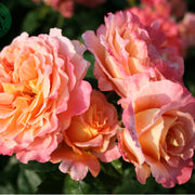 Rosa AUGUSTA LUISE