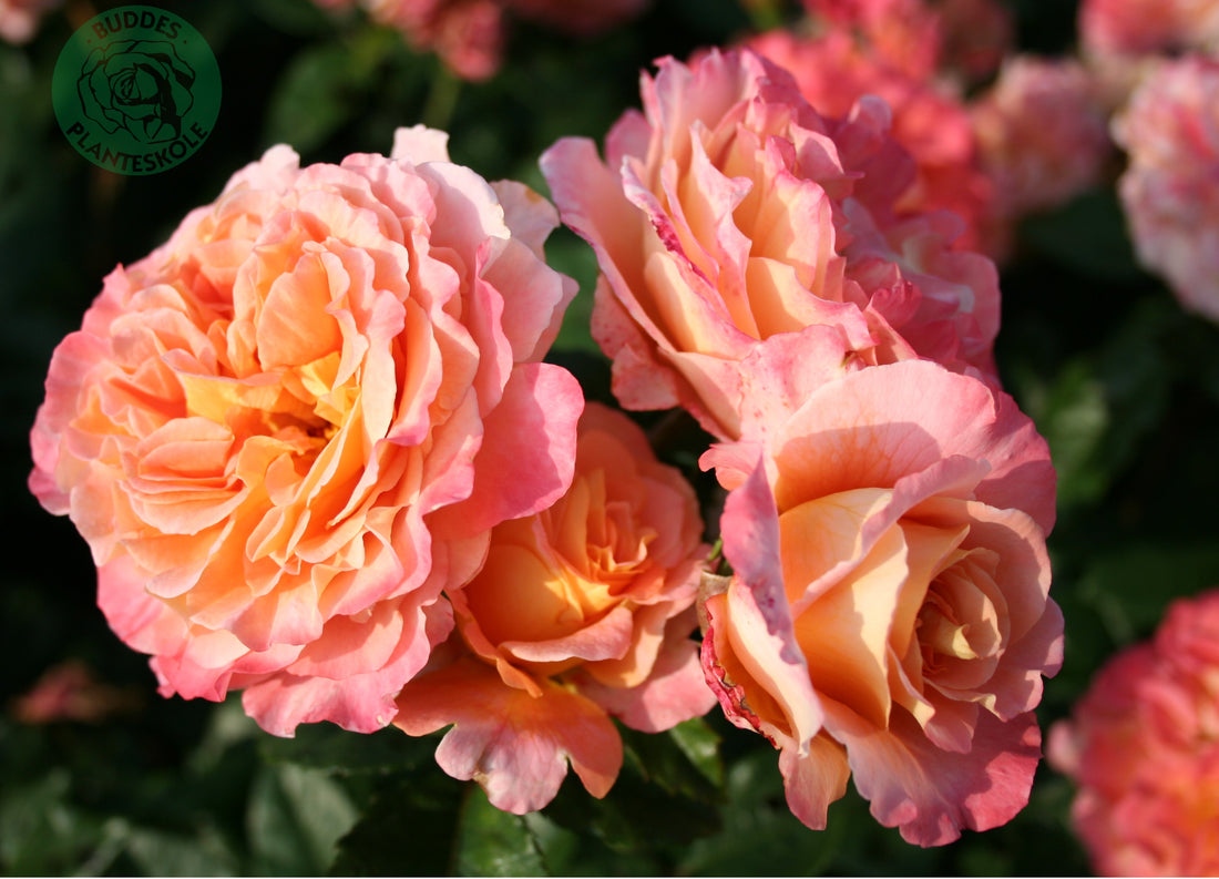 Rosa AUGUSTA LUISE