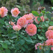 Rosa AUGUSTA LUISE