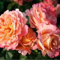 Rosa AUGUSTA LUISE