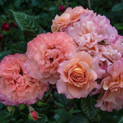 Rosa AUGUSTA LUISE