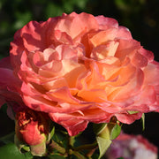 Rosa AUGUSTA LUISE