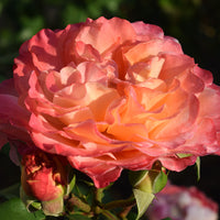 Rosa AUGUSTA LUISE
