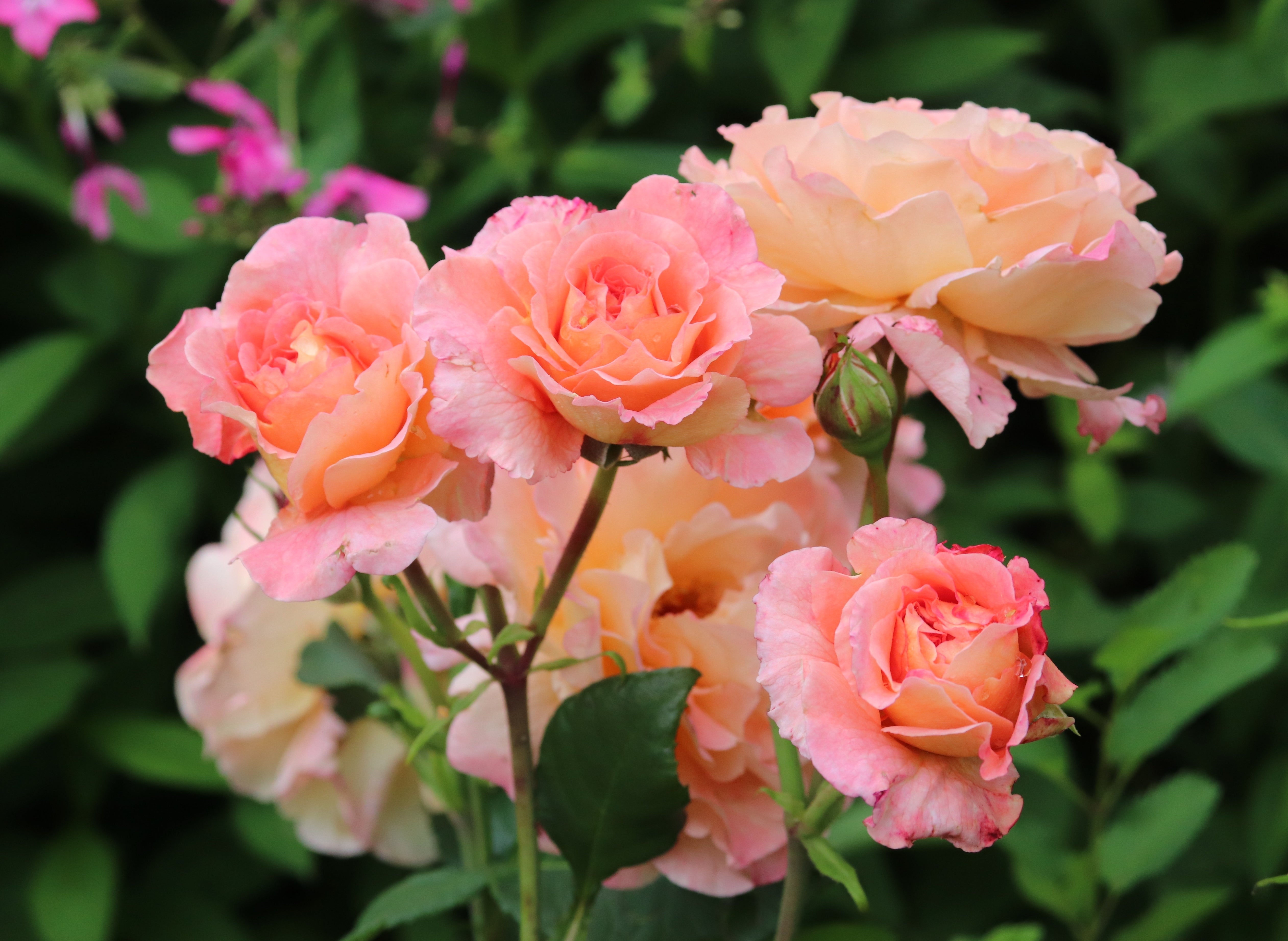 Rosa AUGUSTA LUISE