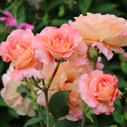 Rosa AUGUSTA LUISE