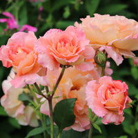 Rosa AUGUSTA LUISE