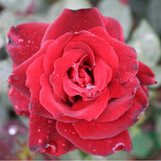 Rosa BARKAROLE
