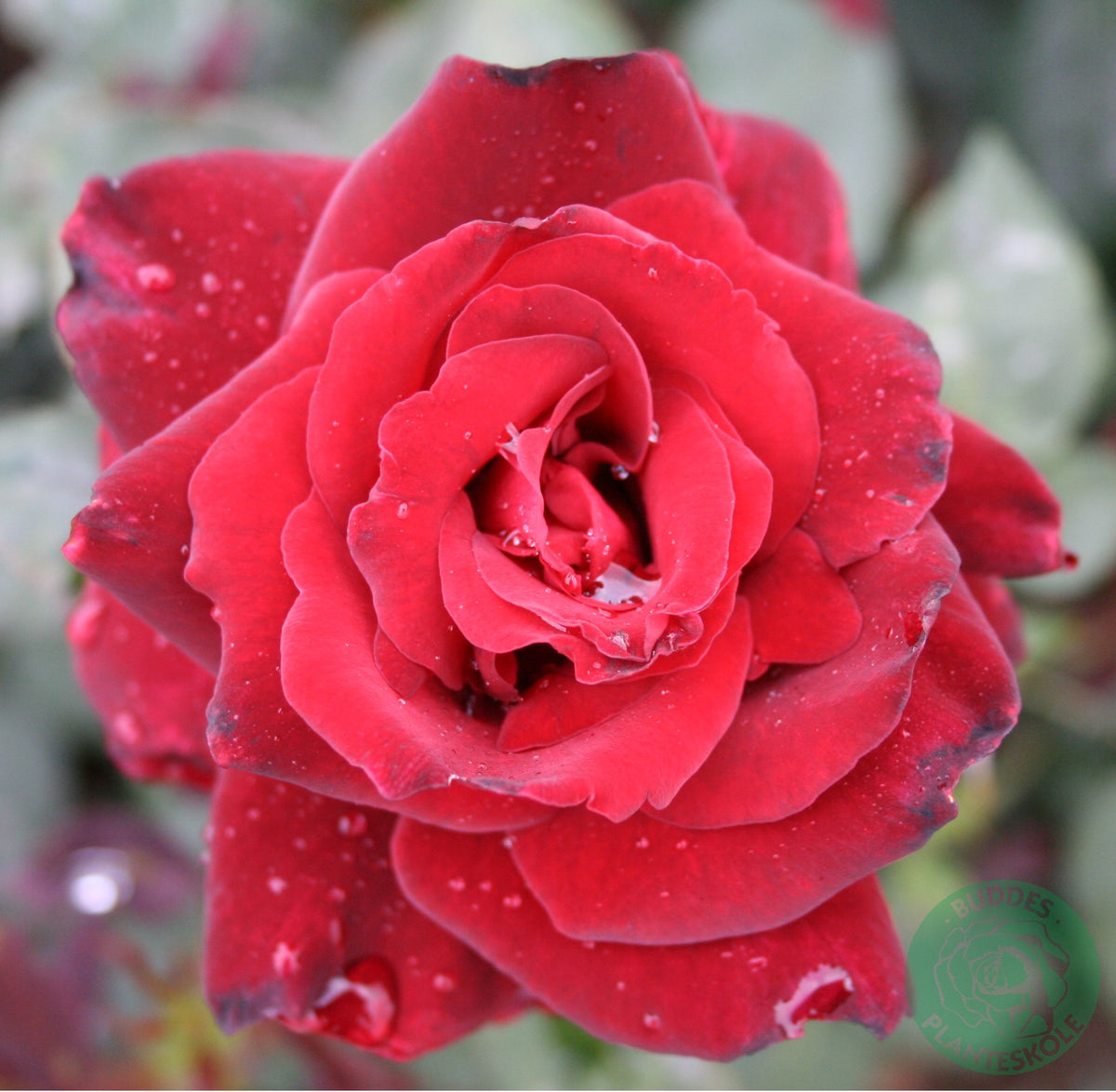 Rosa BARKAROLE