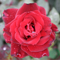 Rosa BARKAROLE