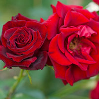 Rosa BARKAROLE