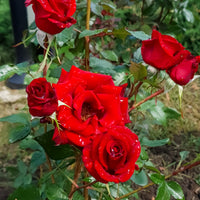 Rosa BARKAROLE