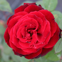 Rosa BARKAROLE