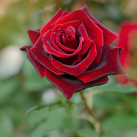 Rosa BARKAROLE