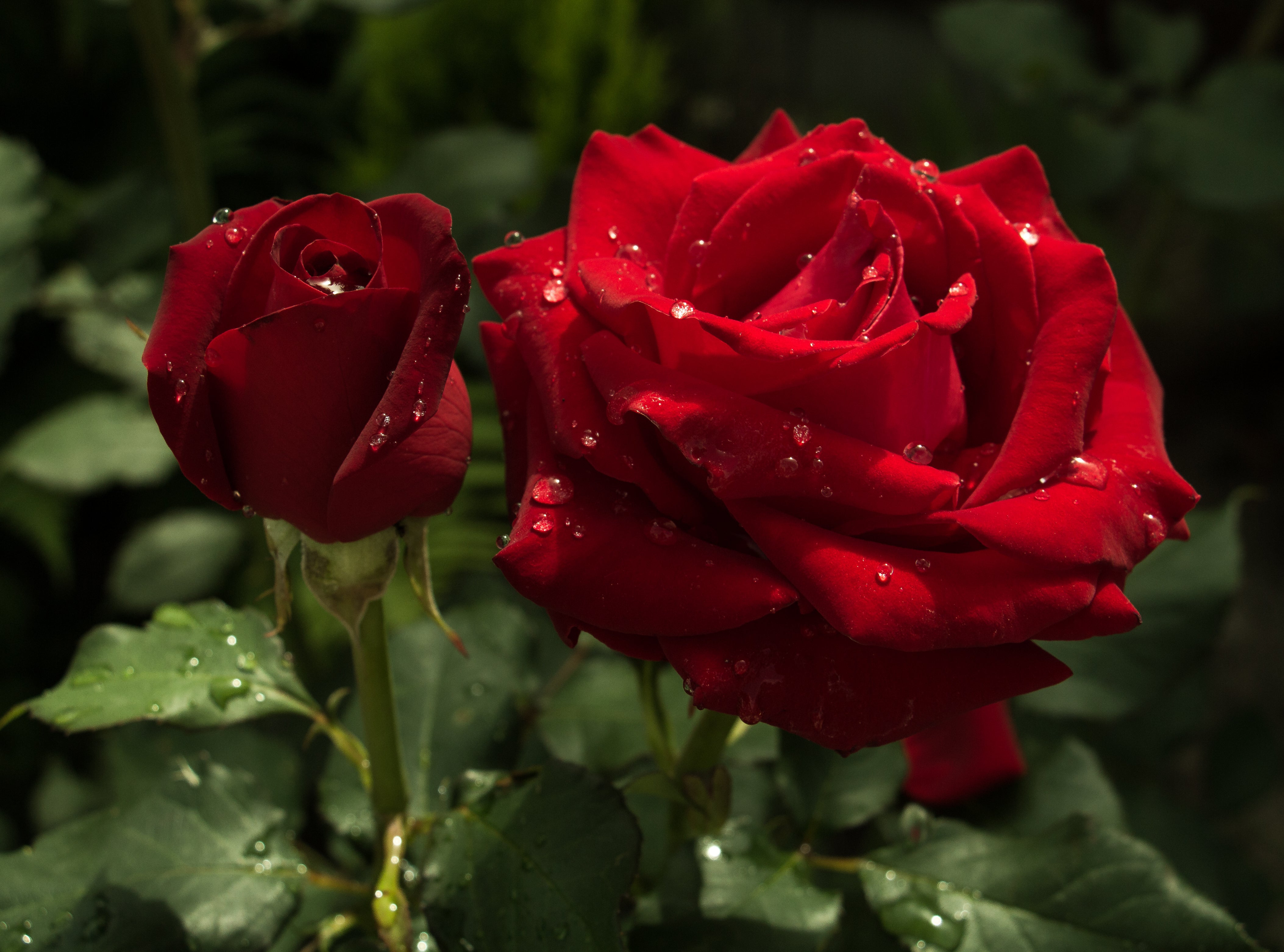 Rosa BARKAROLE