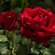 Rosa BARKAROLE