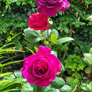 Rosa BIG PURPLE