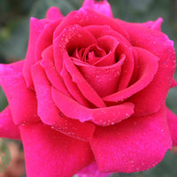Rosa BIG PURPLE