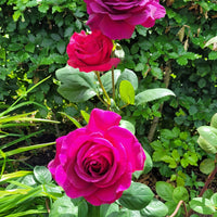 Rosa BIG PURPLE