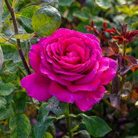 Rosa BIG PURPLE