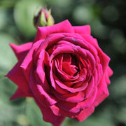 Rosa BIG PURPLE