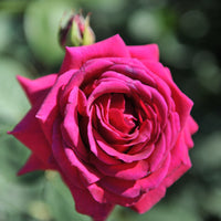 Rosa BIG PURPLE